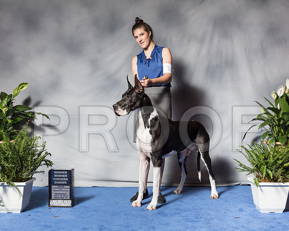 Great Dane #11 Wed Jones Mari CUSTOMSSR_3268Hstn2018-HR3