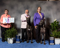 New Great Dane #18 Wed SB Albrecht Dana Judge Kay Wats