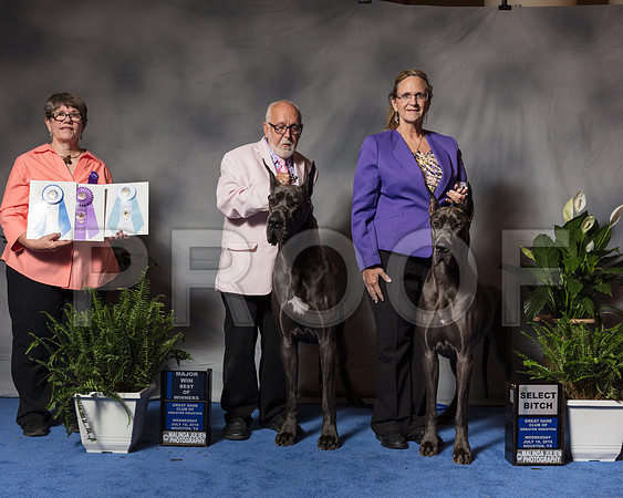 Great Dane #18 Wed SB Albrecht Dana Judge Kay WatsSSR_3501Hstn2018-HR3