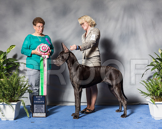 Great Dane #44 Wed BISSwp Maren Cornish Judge Bridget BrownSSR_3214Hstn2018-HR3