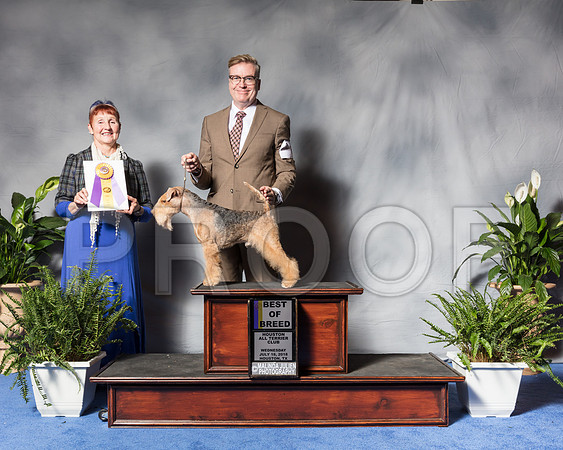 Irish Terrier #9 Wed BOB Bradford Andrea Agent Daryl Heggie Judge Mrs Janis L PattersonSSR_3255Hstn2018-HR3