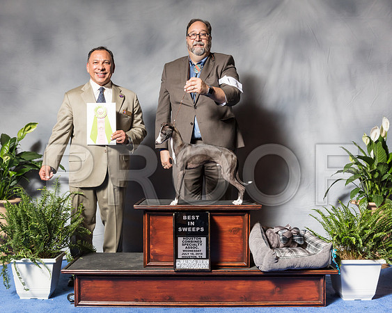 Italian Greyhound #7 Wed BISwp Keneda Scott Judge Mr Dan SenaSSR_3138Hstn2018-HR3