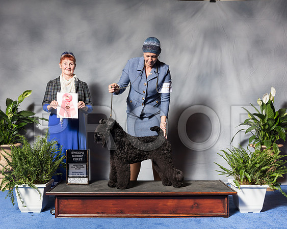 Kerry Blue Terrier #5 Wed G1 Rice Lynn Agent Matias Mato Judge Mrs Janis L PattersonSSR_3250Hstn2018-HR3