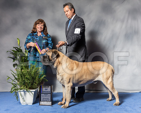 Mastiff #11 Wed BOB Sanchez Alix Agent Jorge Olivera Judge Mrs Anne Marie TaylorSSR_3174Hstn2018-HR3