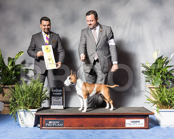 Miniature Bull Terrier #9 Wed G3 Baldridge Cedar Judge Joao Machado Agent Clint LivingstonSSR_3901Hstn2018-HR3