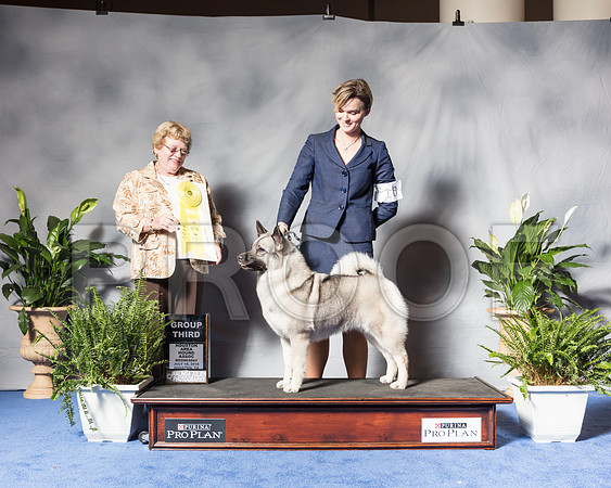 Norwegian Elkhound #10 Wed G3 Mosing Jennifer Ali Cowan Renea Martin Judge Judity BrownSSR_3821Hstn2018-HR3