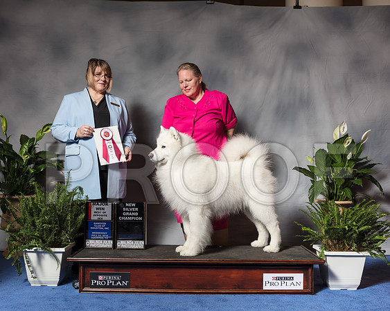 Samoyed #17 Wed BOS MAJ SGC Rydstrand J Judge Mrs Erica FlahautSSR_3443Hstn2018-HR3