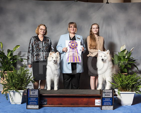 Samoyed #23 #8 Wed SD MAJ Sorley Melissa Judge Mrs Erica FlahautSSR_3430Hstn2018-HR3