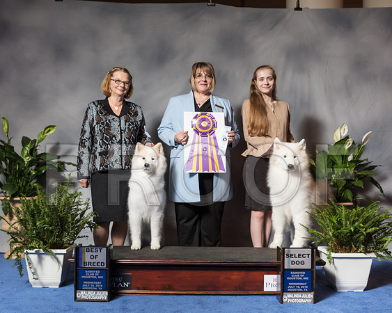 Samoyed #23 #8 Wed SD MAJ Sorley Melissa Judge Mrs Erica FlahautSSR_3432Hstn2018-HR3