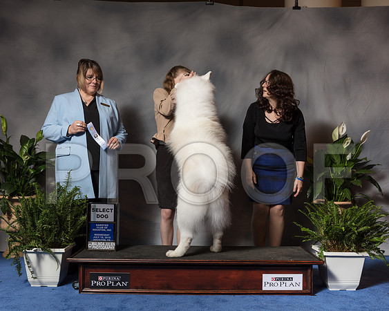 Samoyed #23 Wed SD MAJ Sorley Melissa Judge Mrs Erica FlahautSSR_3436Hstn2018-HR3
