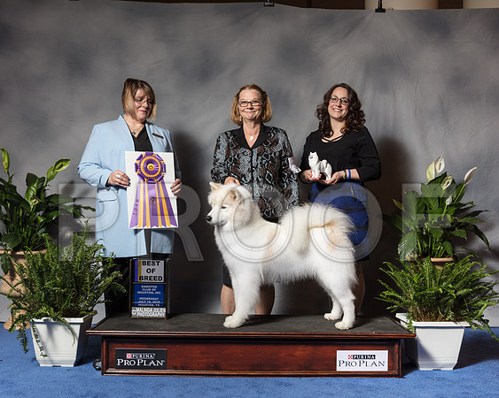 Samoyed #8 Wed BOB MAJ Brooks Hodges Karen Judge Mrs Erica FlahautSSR_3422Hstn2018-HR3
