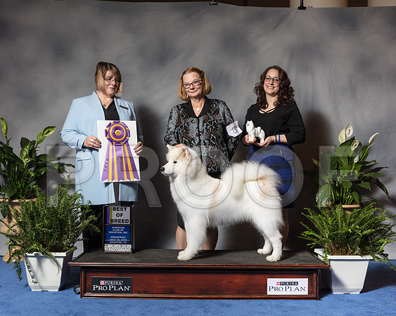 Samoyed #8 Wed BOB MAJ Brooks Hodges Karen Judge Mrs Erica FlahautSSR_3426Hstn2018-HR3