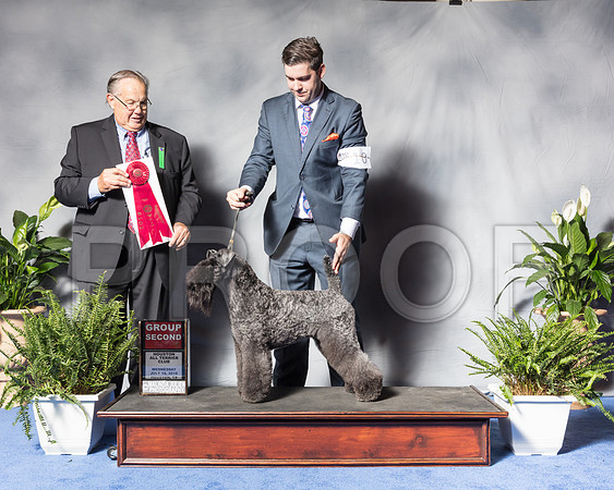 Scottish Terrier #10 Wed G2 Leffler Cloudia Judge Mr John P WadeSSR_3232Hstn2018-HR3
