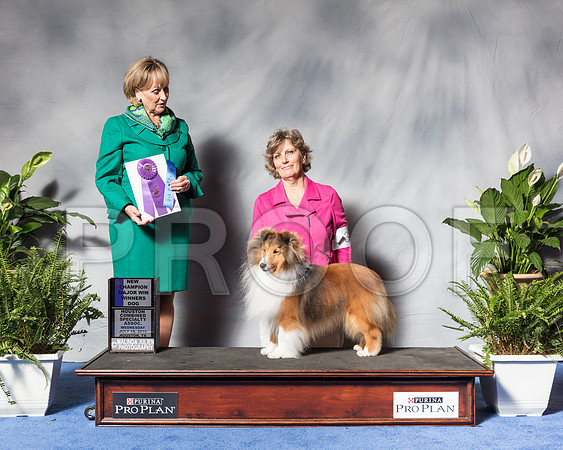 Shetland Sheepdog #31 Wed WD MAJ Nech SS Ray Shelly Judge Ms Peggy Beisel McllwaineSSR_3314Hstn2018-HR3