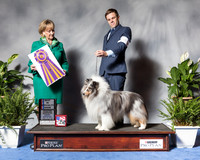 New Shetland Sheepdog #41 Wed BISS MAJ Lambert Corey Judge Ms Peggy Beisel Mcllwaine