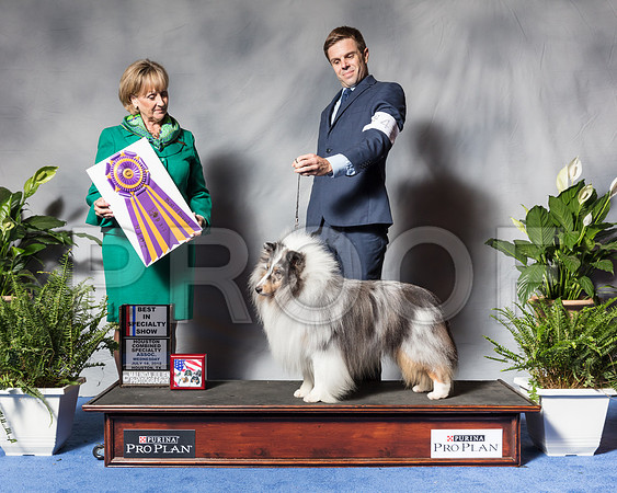 Shetland Sheepdog #41 Wed BISS MAJ Lambert Corey Judge Ms Peggy Beisel McllwaineSSR_3316Hstn2018-HR3
