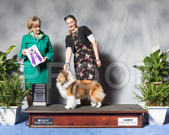 Shetland Sheepdog #6 Wed RWB Reidy Phyllis Judge Ms Peggy Beisel McllwaineSSR_3328Hstn2018-HR3