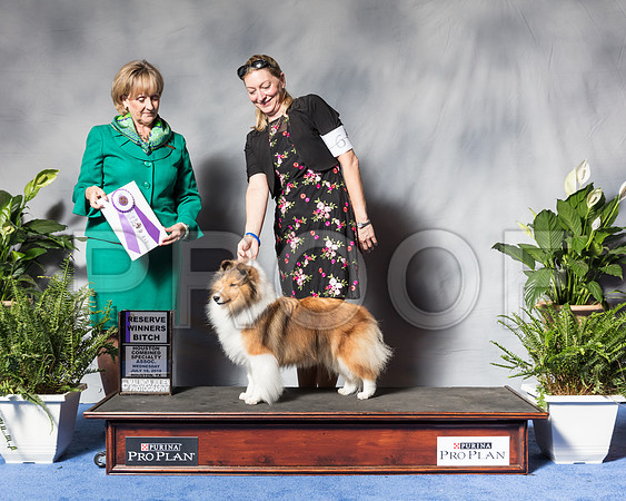 Shetland Sheepdog #6 Wed RWB Reidy Phyllis Judge Ms Peggy Beisel McllwaineSSR_3329Hstn2018-HR3