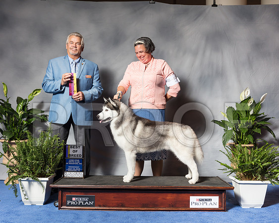 Siberian Husky #5 Wed BOB Halpain Lisa Angie Luna Judge James TaylorSSR_3490Hstn2018-HR3