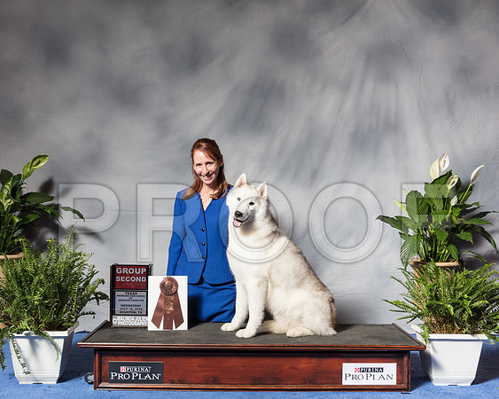 Siberian Husky #7 Wed G2 Kosakowski Eileen Tedi Devlin Erin Brandon Judge Bridget BrownSSR_3672Hstn2018-HR3