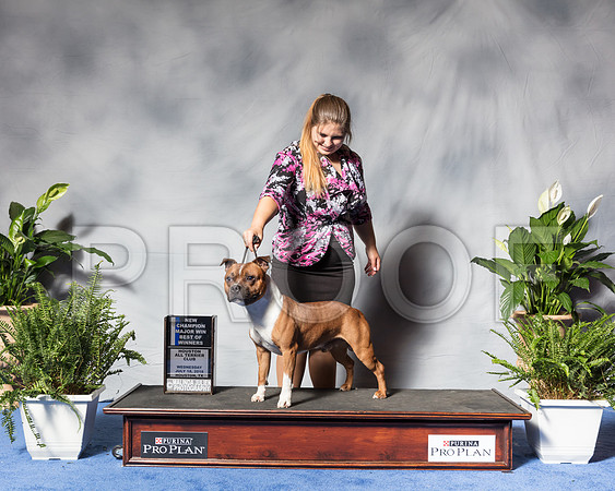Staffordshire Bull Terrier #11 Wed BOW Maj NCh Reinhard Paulus Judge Joao MachadoSSR_3573Hstn2018-HR3