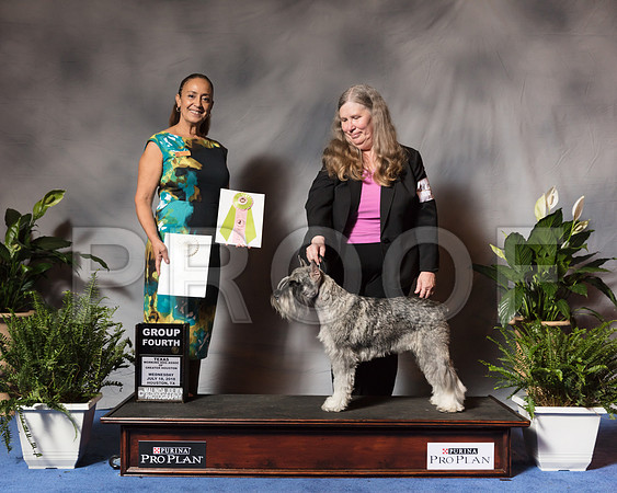 Standard Schnauzer #16 Wed G4 Leann Tromanhauser Judge Shalisa NeelySSR_3707Hstn2018-HR3
