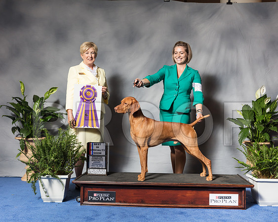 Vizsla #17 Wed BOB BISS Grant Mary David Hertzel Susan Mulley Judge Charlotte PattersonSSR_3516Hstn2018-HR3
