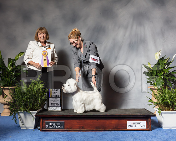 West Highland White Terrier #19 Wed BOB Jaruthavee Phavida Fresk Askin Judge April ClydeSSR_3888Hstn2018-HR3