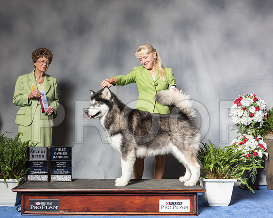 Alaskan Malamute #32 Fri SB OH Edwards Diana Mrs Patricia V TrotterSSR_4724Hstn2018-HR3