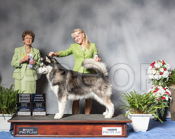 Alaskan Malamute #32 Fri SB OH Edwards Diana Mrs Patricia V TrotterSSR_4727Hstn2018-HR3