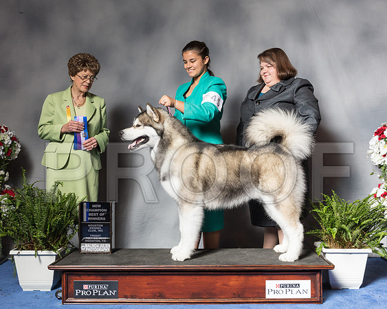 Alaskan Malamute #45 Fri BOW Schireman Amber Mrs Patricia V TrotterSSR_4707Hstn2018-HR3
