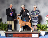 Boxer #10 Fri WB MAJ OH Wadge Barbara Judge Mr Charles E Trotter