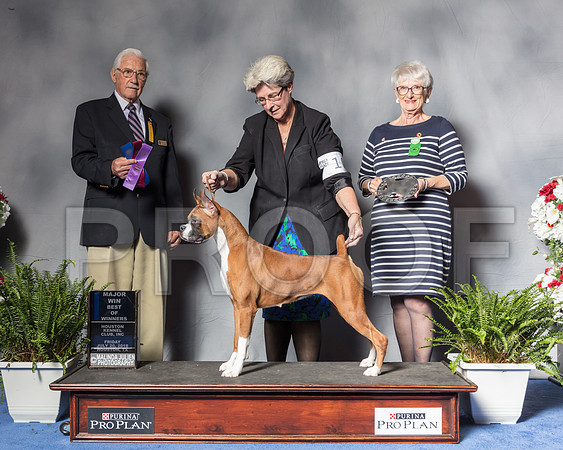 Boxer #10 Fri WB MAJ OH Wadge Barbara Judge Mr Charles E TrotterSSR_4766Hstn2018-HR3