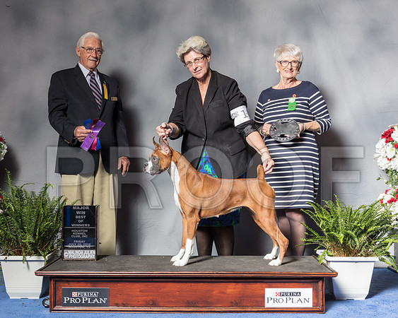 Boxer #10 Fri WB MAJ OH Wadge Barbara Judge Mr Charles E TrotterSSR_4770Hstn2018-HR3