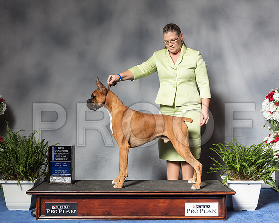 Boxer #9 Wed Wilke Debra Judge Mr Joe C WaltonSSR_4788Hstn2018-HR3