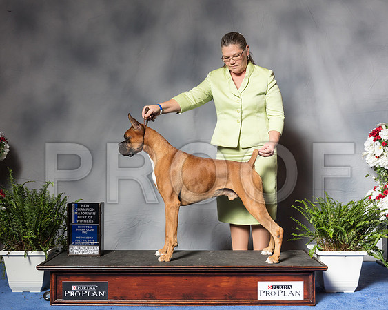 Boxer #9 Wed Wilke Debra Judge Mr Joe C WaltonSSR_4792Hstn2018-HR3