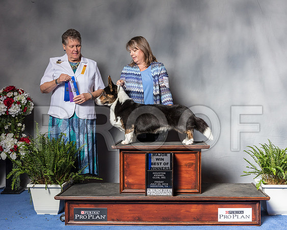 Cardigan Welsh Corgi #37 Fri BOW MAJ Langford Lyn Judge Mrs Stephanie Seabrook HedgepathSSR_4753Hstn2018-HR3