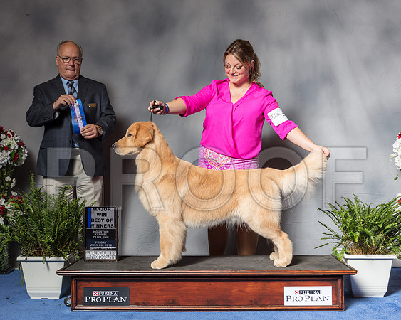 Golden Retriever #41 Fri BOW MAJ Dunbar Joan Agent Brianna Bischoff Judge Mr Sidney L MarxSSR_4671Hstn2018-HR3