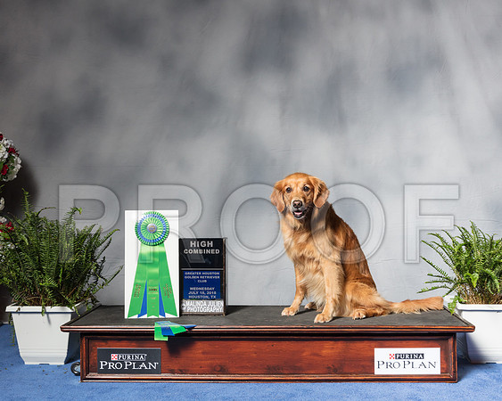 Golden Retriever #Ob26 Wed HC Daphne Rambo Judge Mr Rick L GarvinSSR_4688Hstn2018-HR3