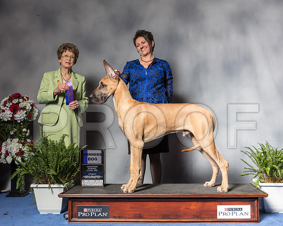 Great Dane #27 Fri WD Dias Patricia Judge Mrs Patricia V TrotterSSR_4690Hstn2018-HR3