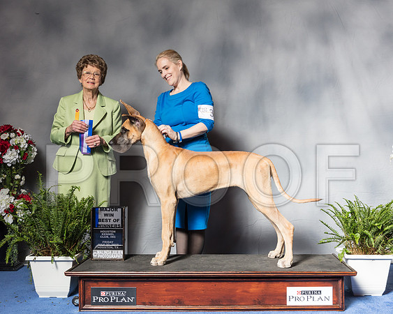Great Dane #30 Fri BOW Jones Mari Mrs Patricia V TrotterSSR_4701Hstn2018-HR3