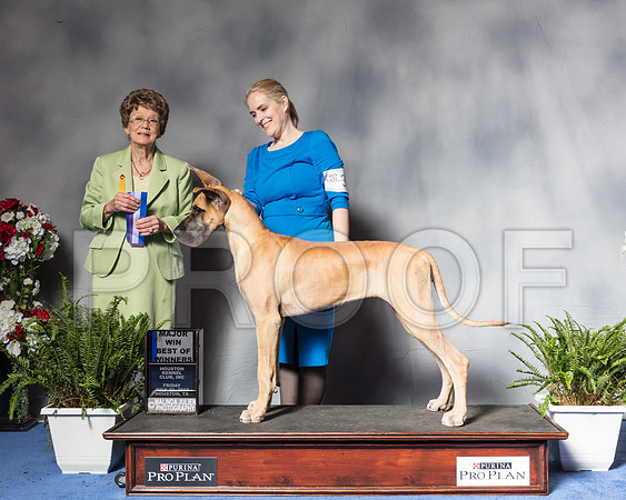 Great Dane #30 Fri BOW Jones Mari Mrs Patricia V TrotterSSR_4703Hstn2018-HR3