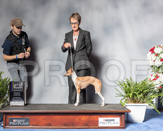 Italian Greyhound #14 Thur BOB Swanson Shawna Judge Mr Lewis W BayneSSR_4613Hstn2018-HR3