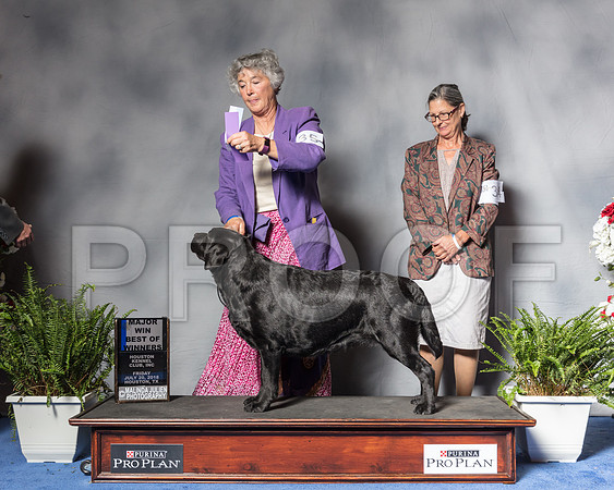 Labrador Retriever #34 Fri MAJ WB BOW Schooler Keri Judge Mr Desmond J MurphySSR_4607Hstn2018-HR3