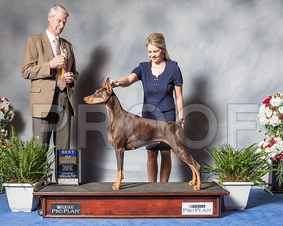 Doberman Pinscher #22 Thur BOB Claggett Susan Agent Ashlee Claggett Judge Mr Jon R Cole-SSR_3992-Hstn2018
