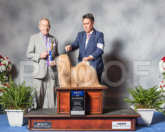Lhasa Apsos #15 Thur BOW Kennel Xeralane Judge Mr Desmond J Murphy-SSR_4046-Hstn2018