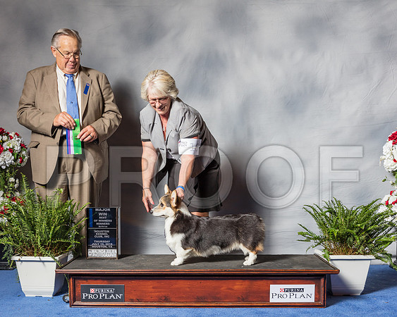 Pembroke Welsh Corgi #16 Thur BOW WD MAJ Cox Debbie Judge Mr John P Wade-SSR_4054-Hstn2018