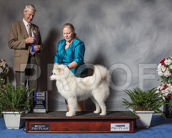 Samoyed #16 Thur WB MAJ Whittington Jason Judge Mr Jon R Cole-SSR_4015-Hstn2018