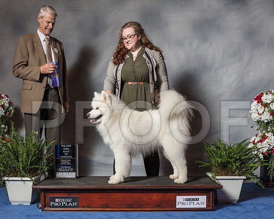 Samoyed #9  Thur 1st MAJ BOW Eikenberry Katrina Judge Mr Jon R Cole-SSR_4010-Hstn2018