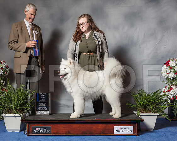 Samoyed #9  Thur 1st MAJ BOW Eikenberry Katrina Judge Mr Jon R Cole-SSR_4011-Hstn2018